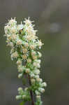 White goldenrod